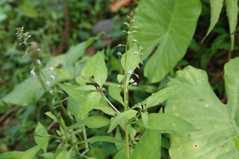 Lysimachia decurrens photo 8
