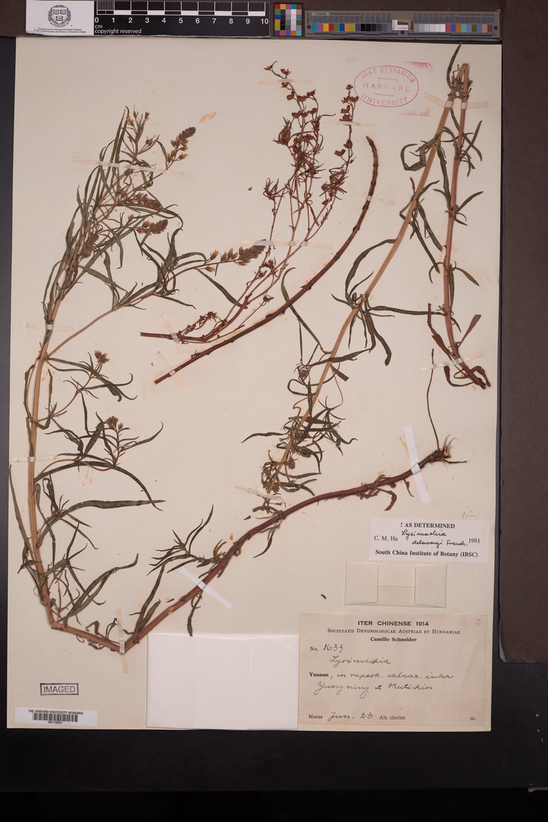 Lysimachia delavayi