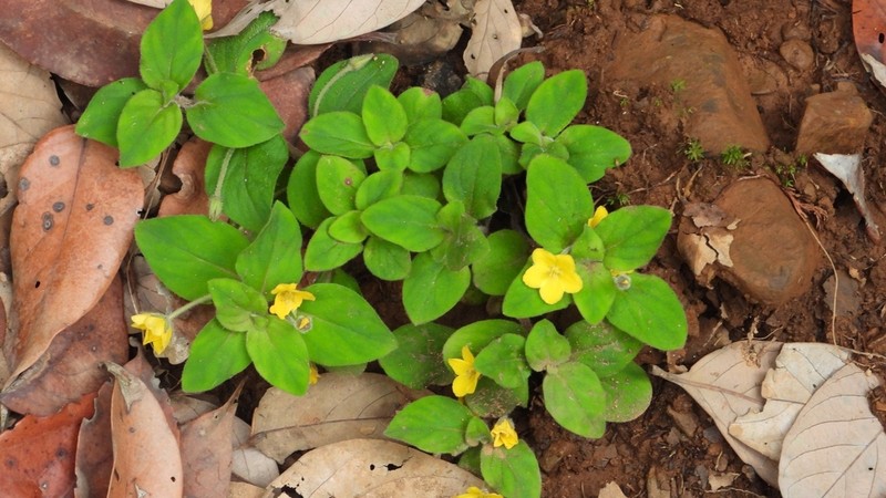Lysimachia deltoidea