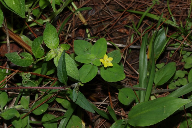 Lysimachia deltoidea photo 4