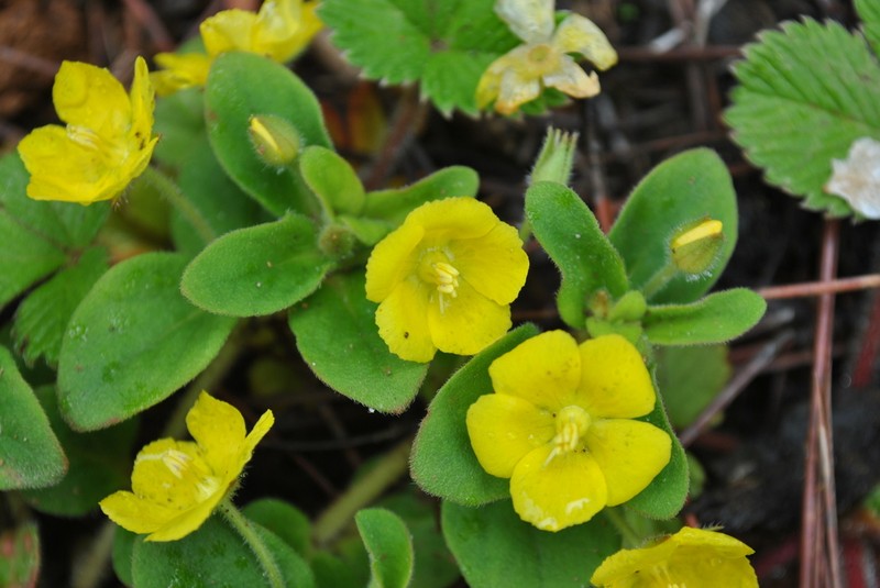 Lysimachia deltoidea photo 6