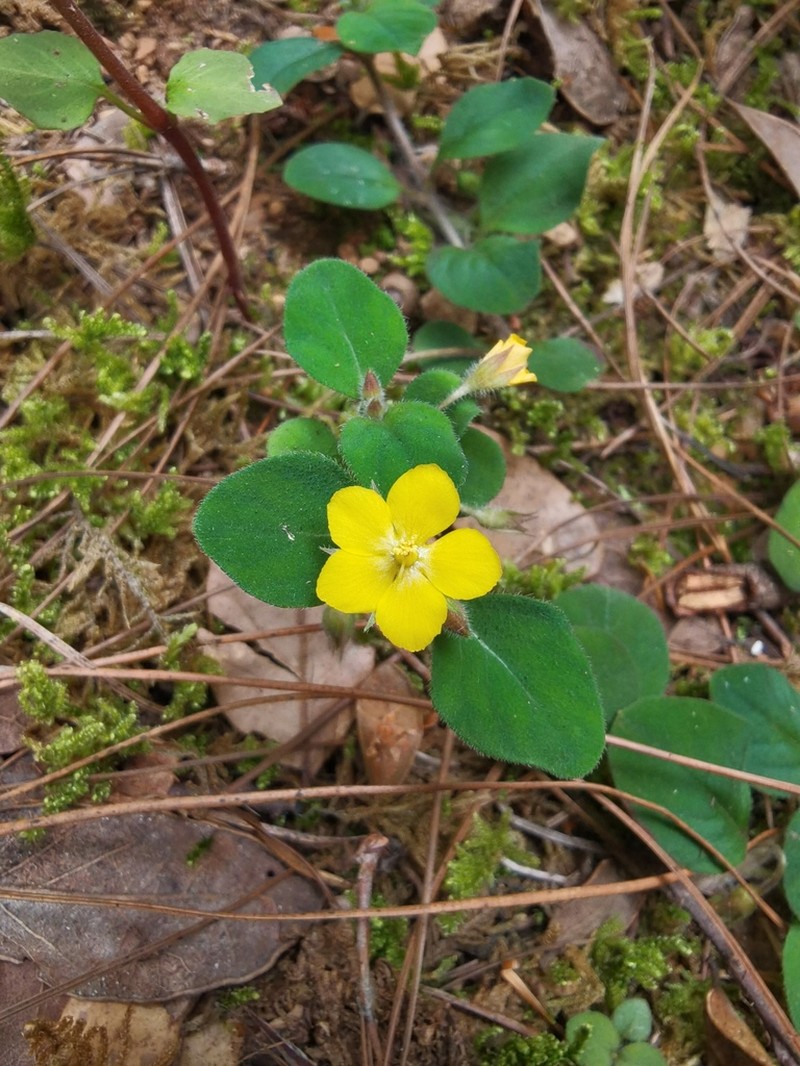 Lysimachia deltoidea photo 7