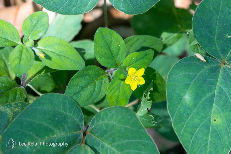 Lysimachia deltoidea photo 8