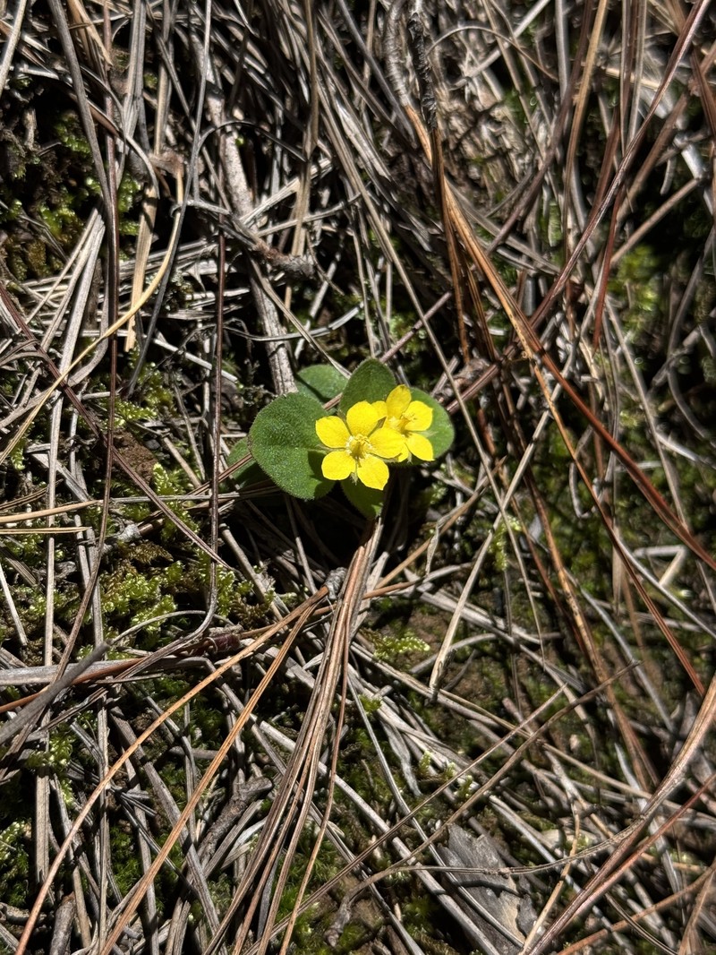 Lysimachia deltoidea var. cinerascens