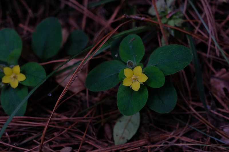 Lysimachia deltoidea var. cinerascens photo 2