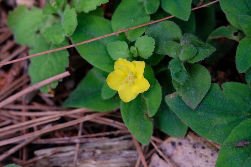 Lysimachia deltoidea var. cinerascens photo 3