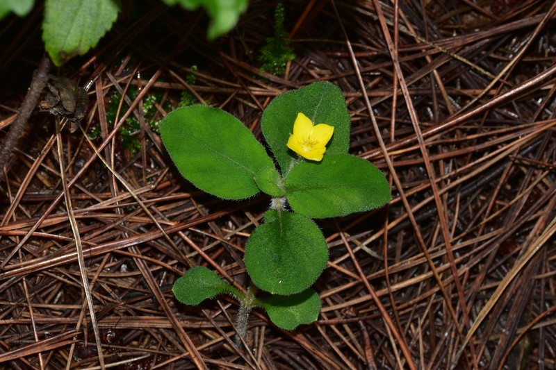 Lysimachia deltoidea var. cinerascens photo 4