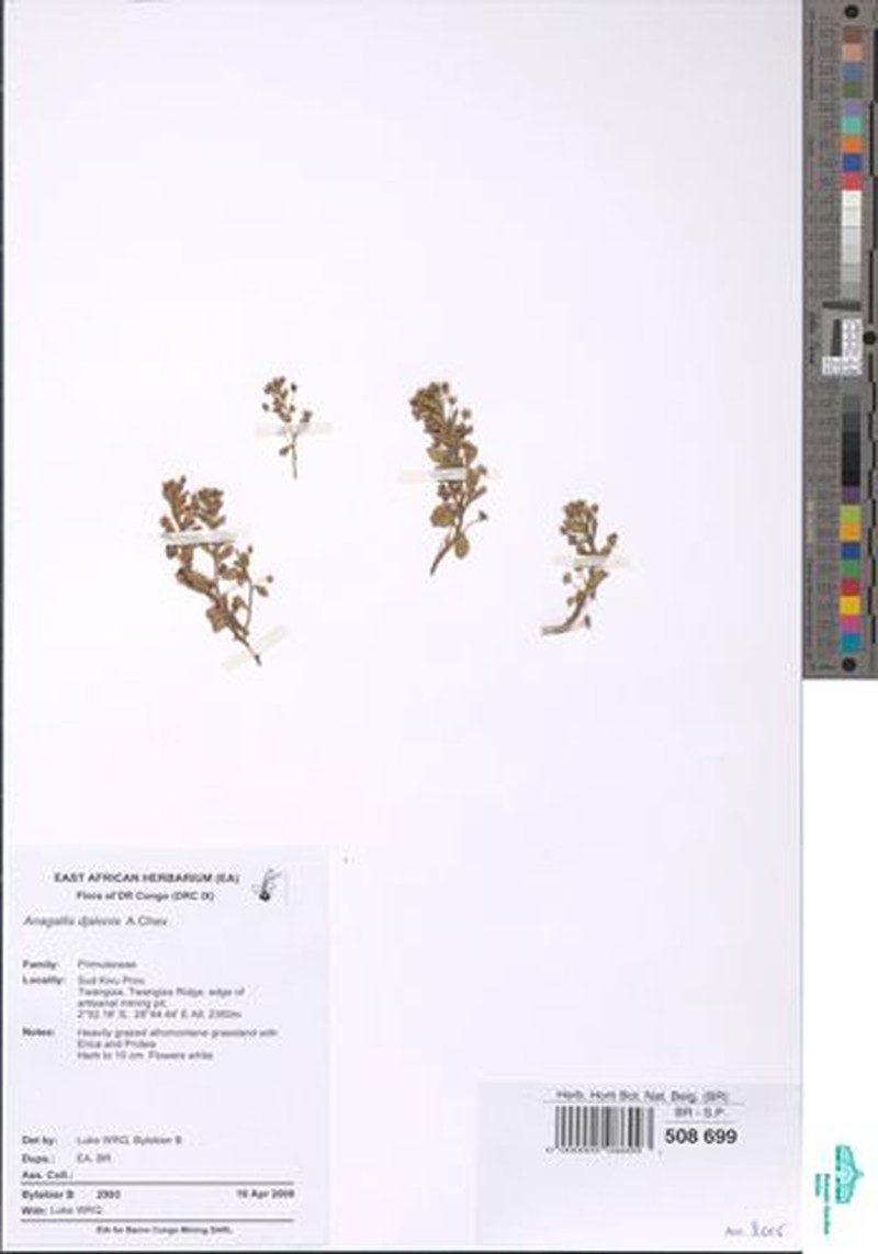 Lysimachia djalonis