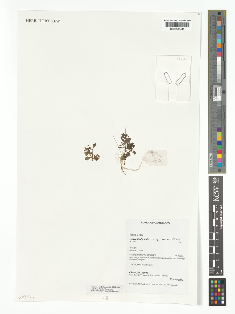 Lysimachia djalonis photo 2
