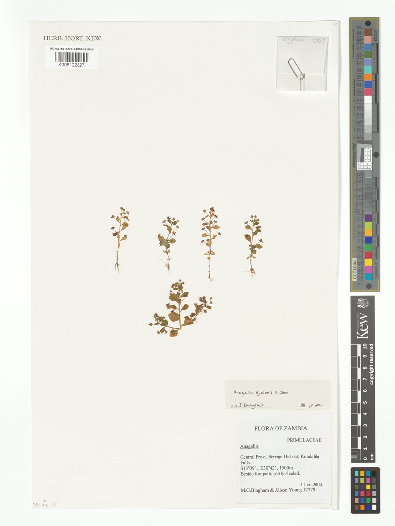 Lysimachia djalonis photo 3