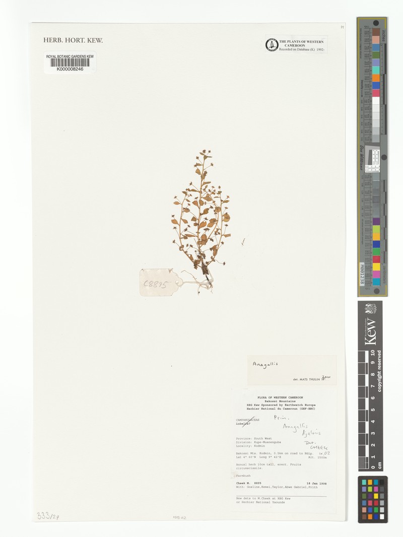 Lysimachia djalonis photo 4