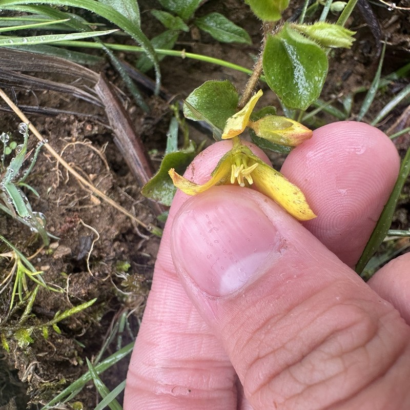 Lysimachia drynarifolia