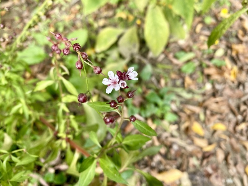 Lysimachia dubia