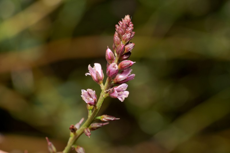 Lysimachia dubia photo 2