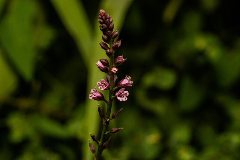 Lysimachia dubia photo 3
