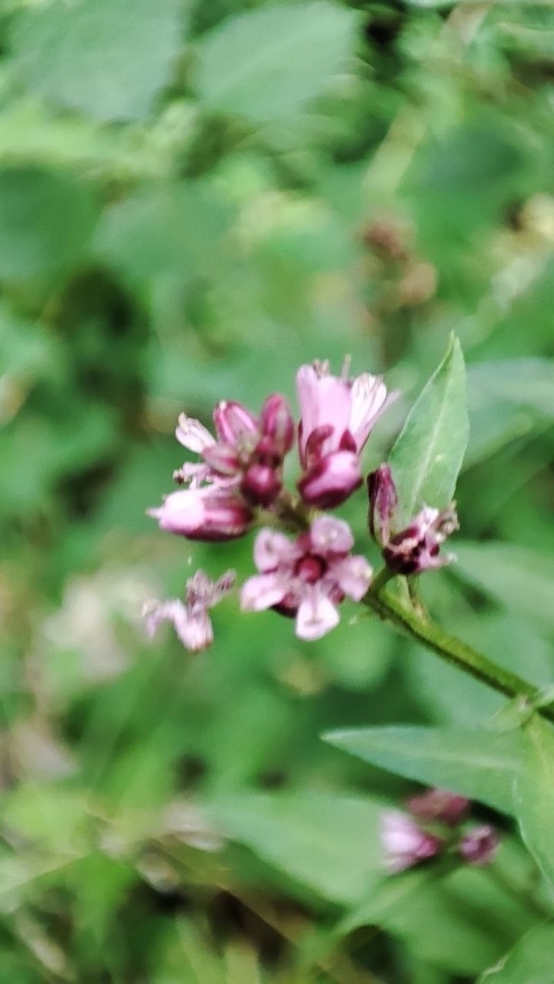 Lysimachia dubia photo 4