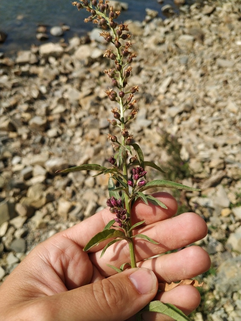 Lysimachia dubia photo 5