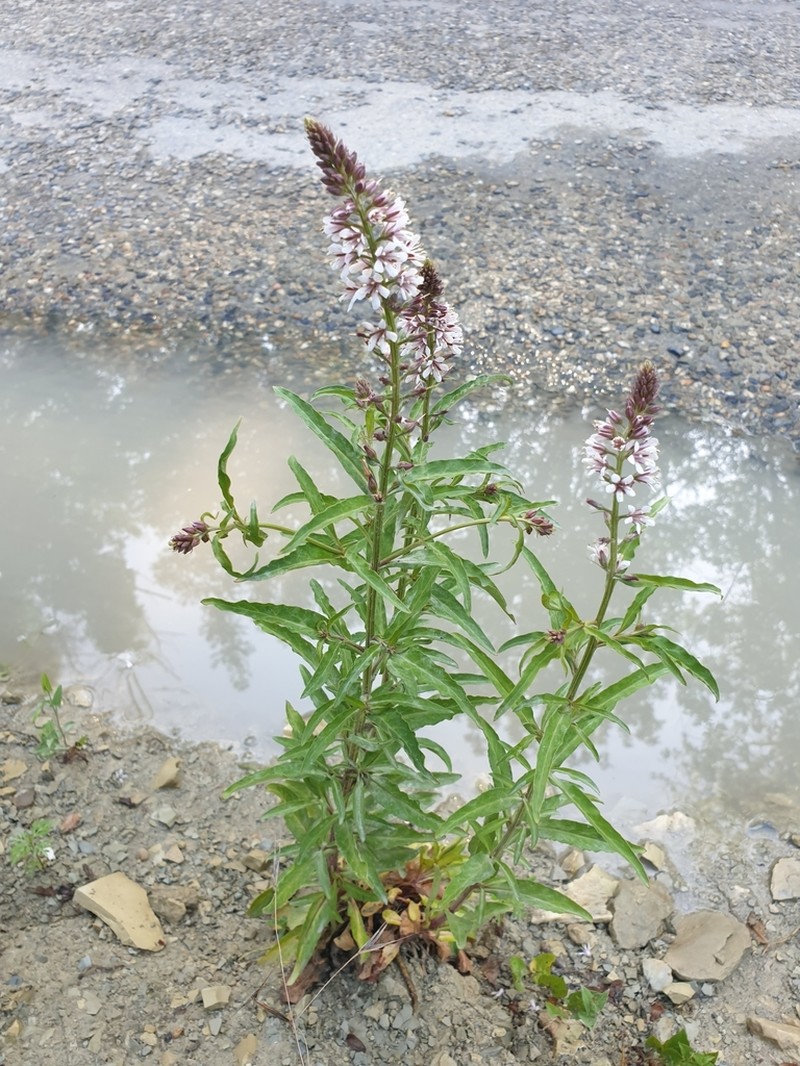 Lysimachia dubia photo 6