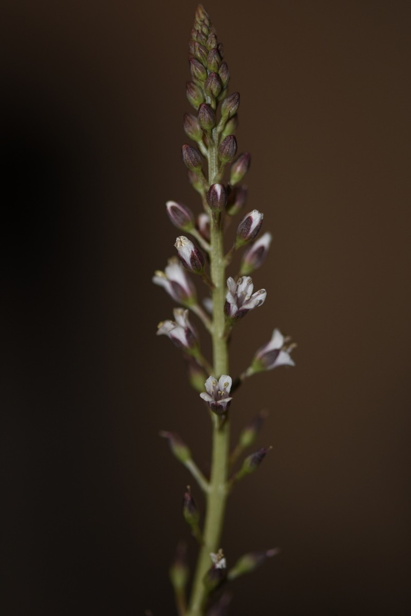Lysimachia dubia photo 7