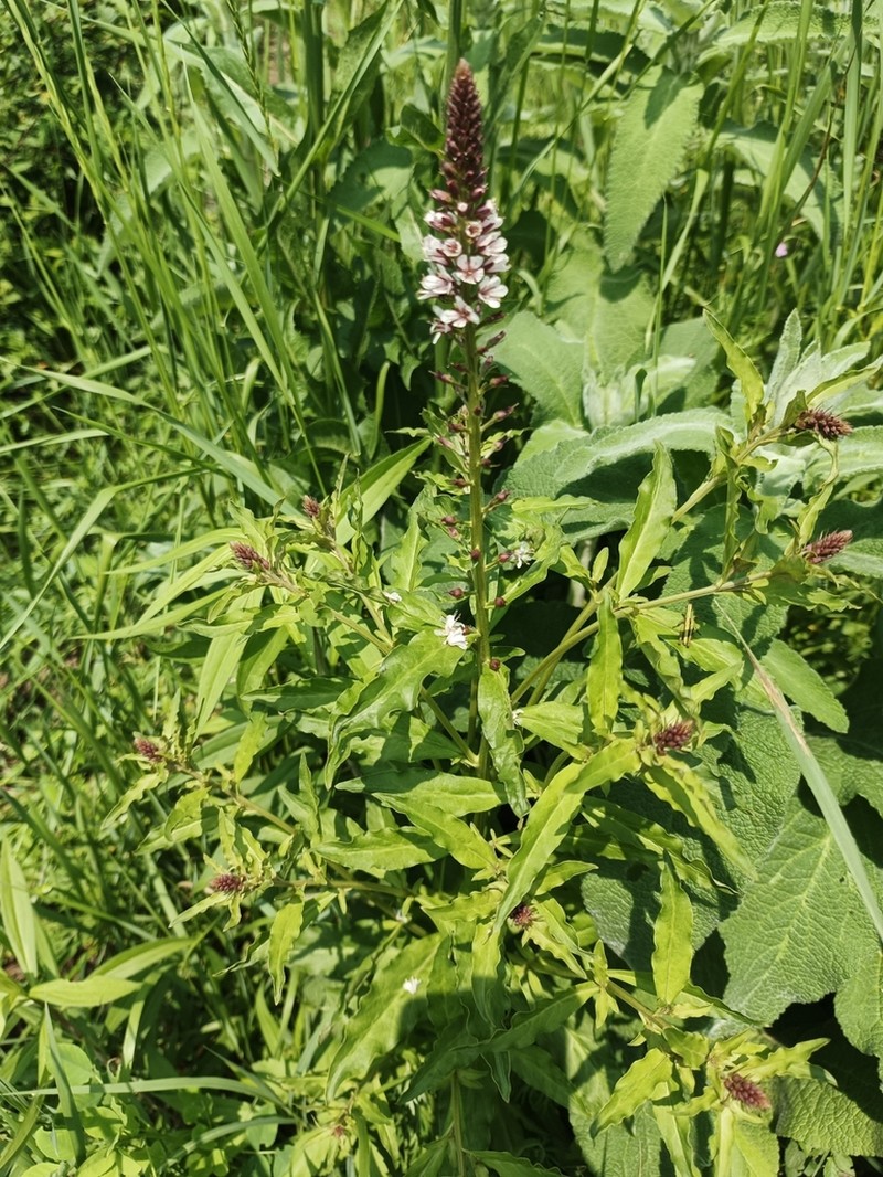 Lysimachia dubia photo 8