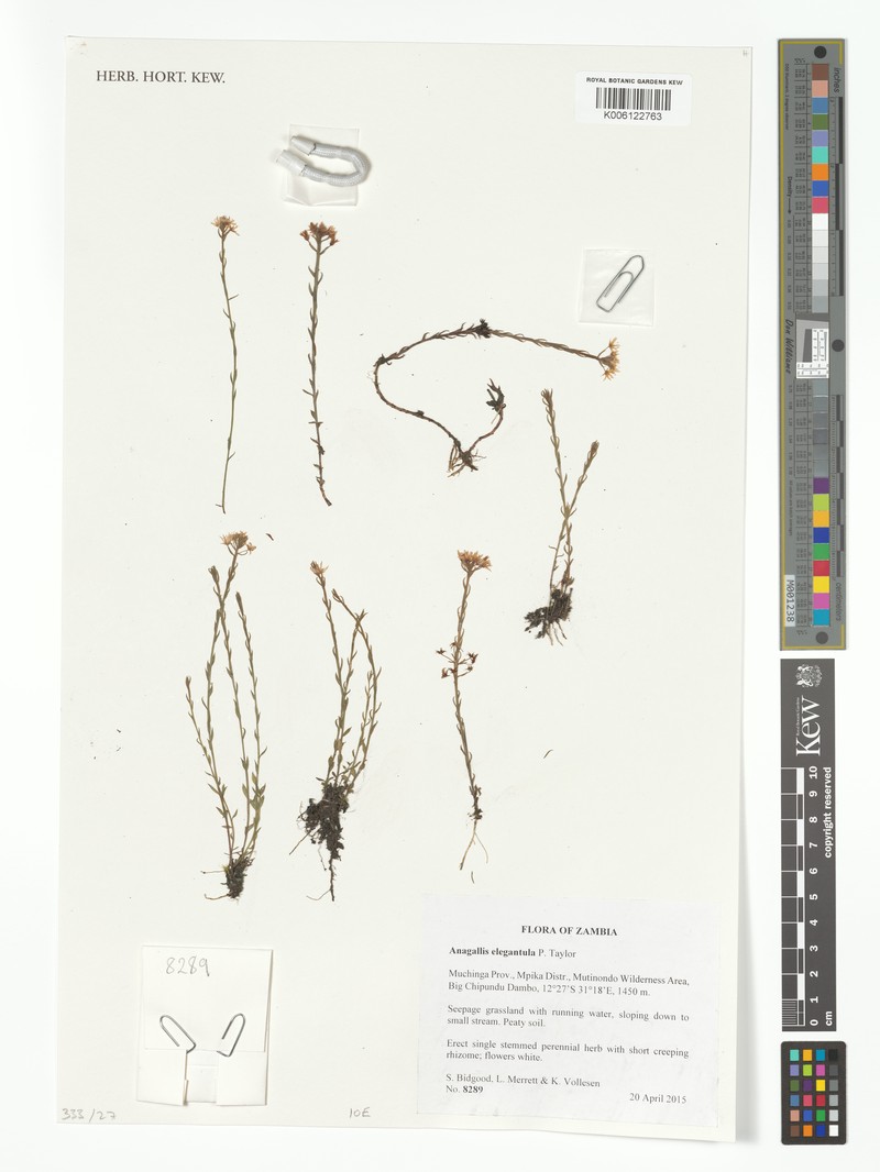 Lysimachia elegantula