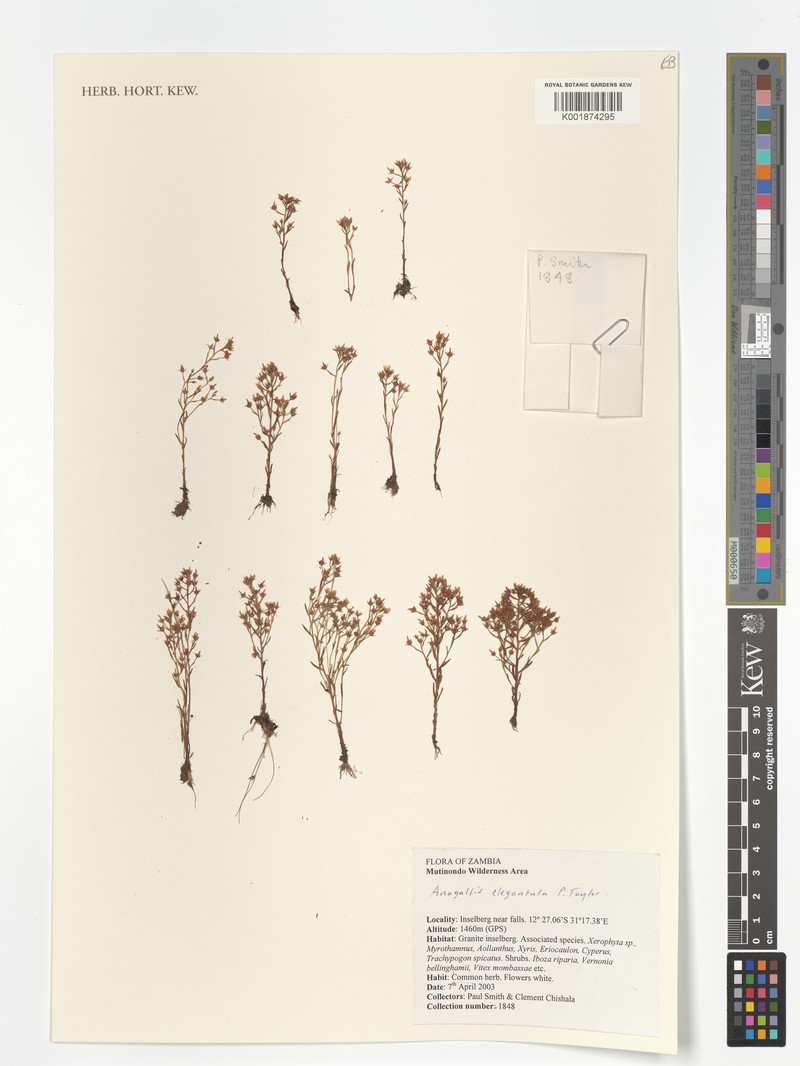 Lysimachia elegantula photo 2