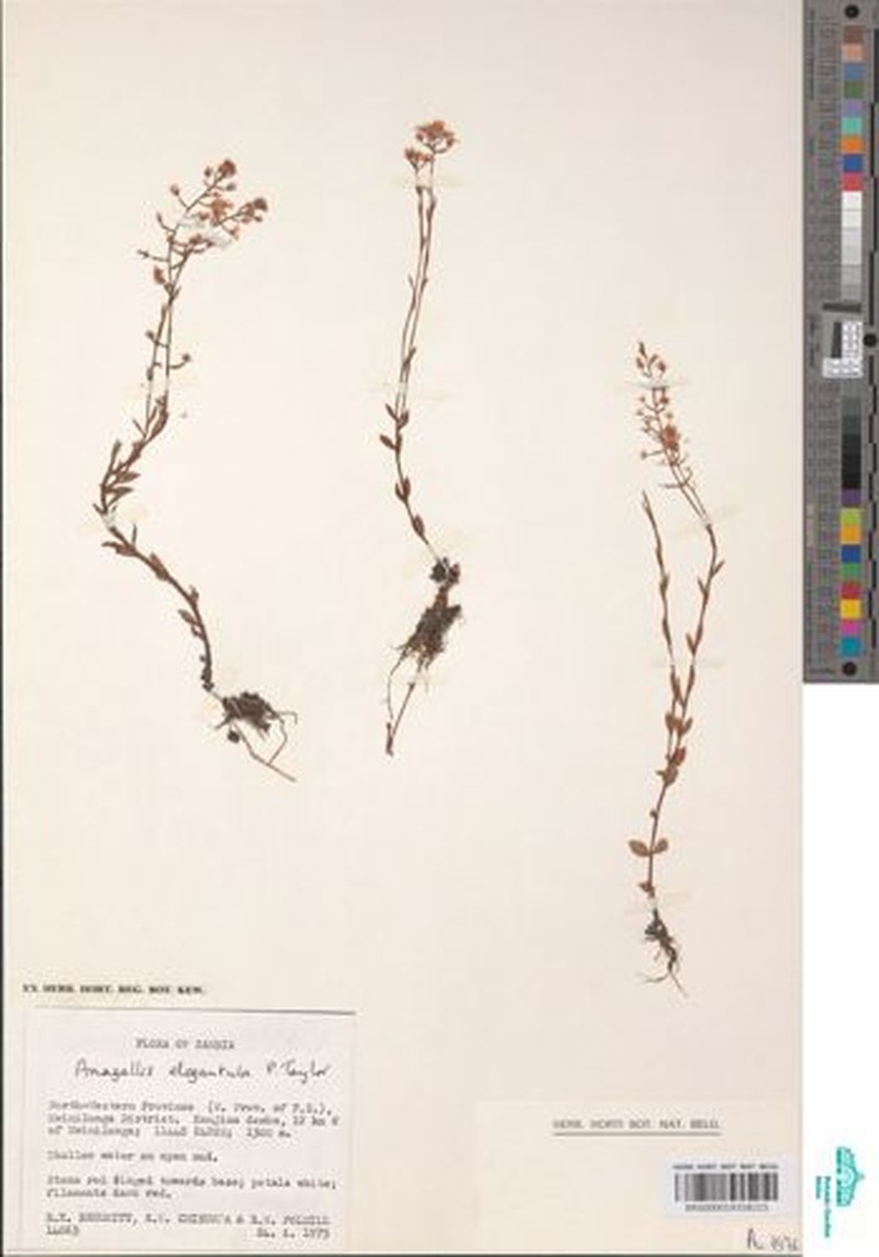 Lysimachia elegantula photo 3