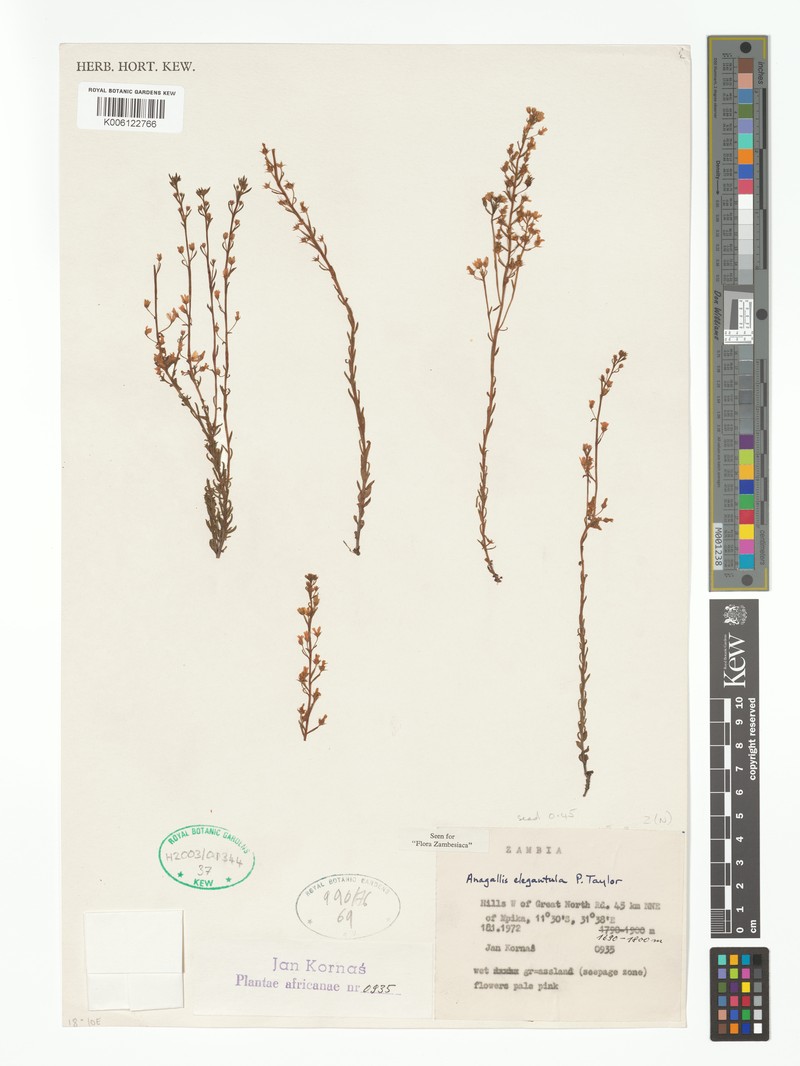 Lysimachia elegantula photo 4
