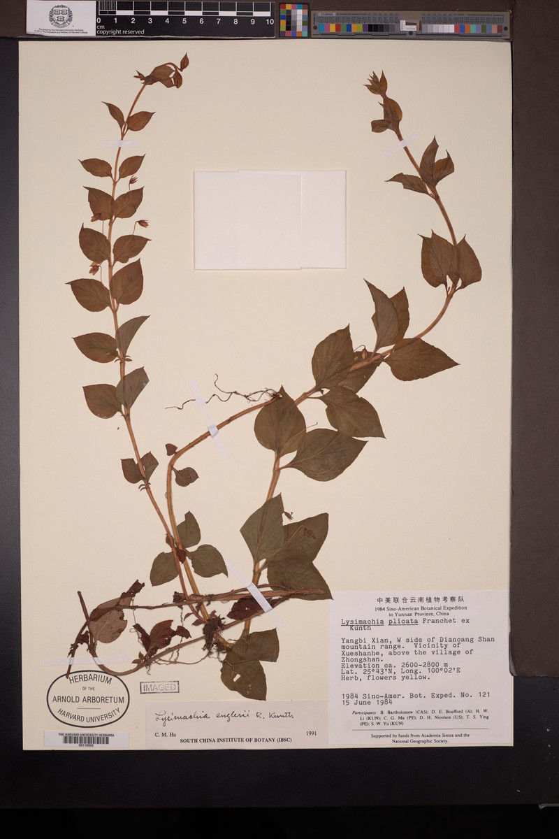 Lysimachia engleri