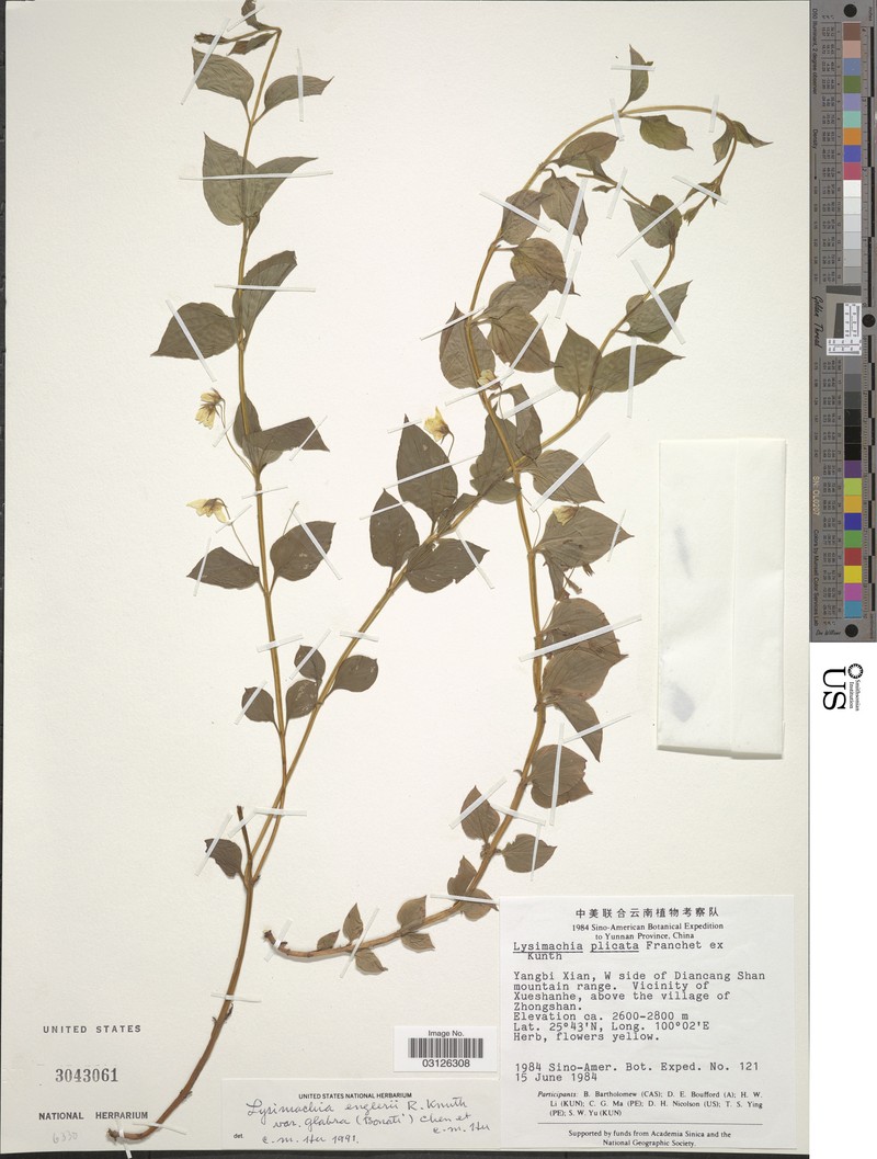 Lysimachia engleri photo 2