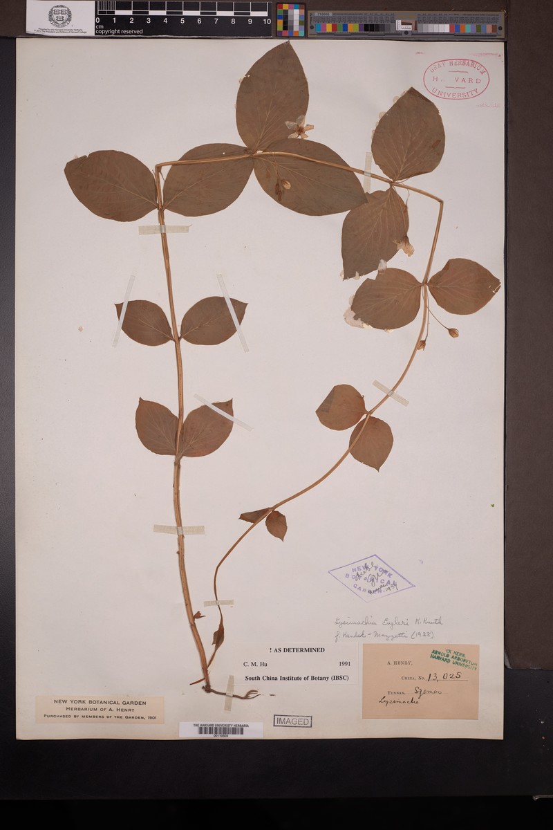 Lysimachia engleri photo 4