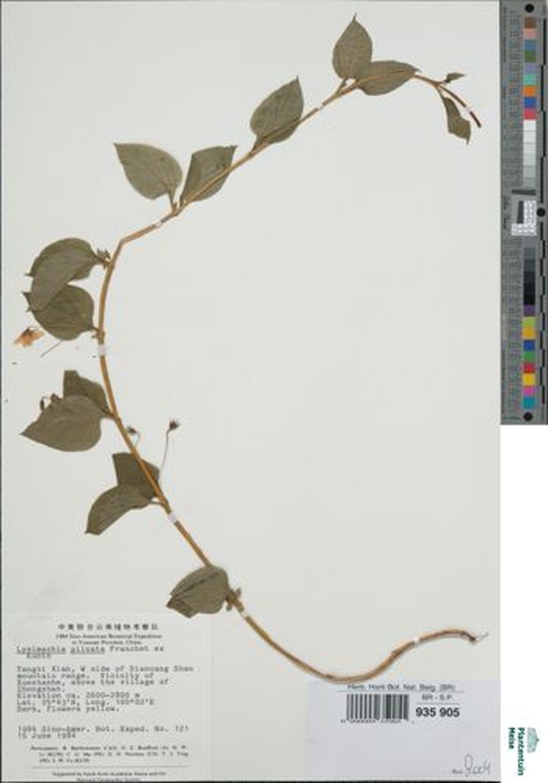 Lysimachia engleri var. glabra photo 2