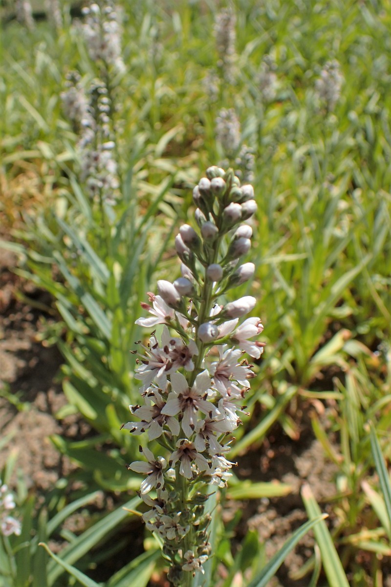 Lysimachia ephemerum
