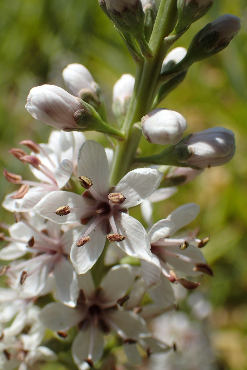 Lysimachia ephemerum photo 2