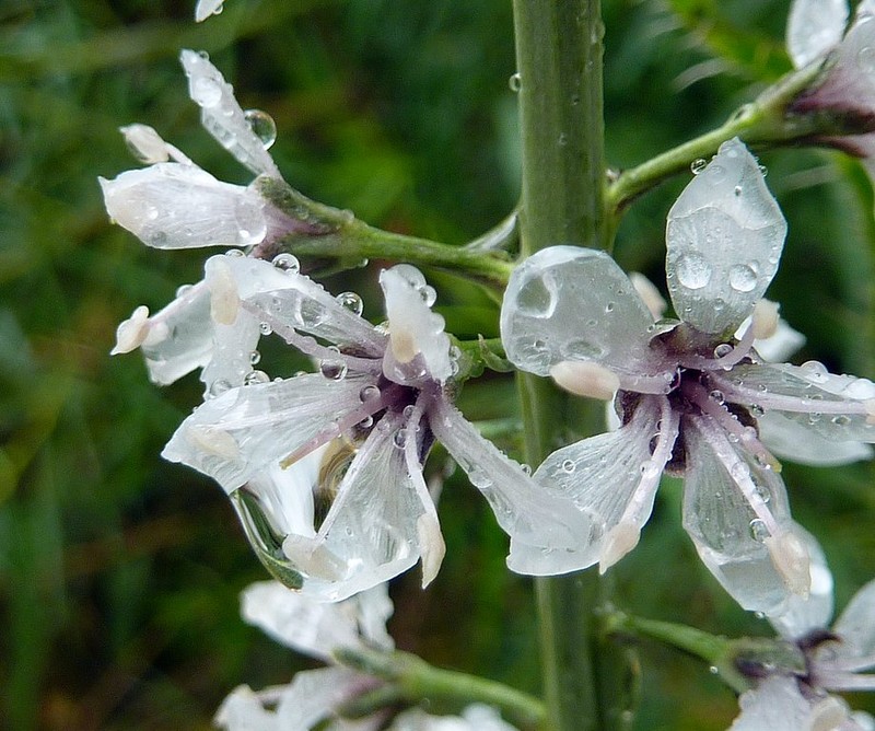Lysimachia ephemerum photo 3