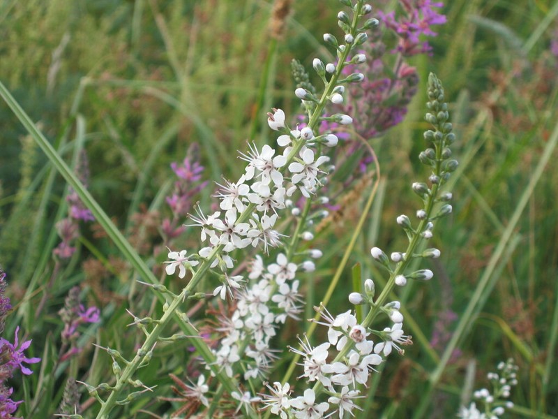 Lysimachia ephemerum photo 4