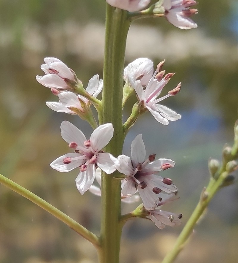 Lysimachia ephemerum photo 5