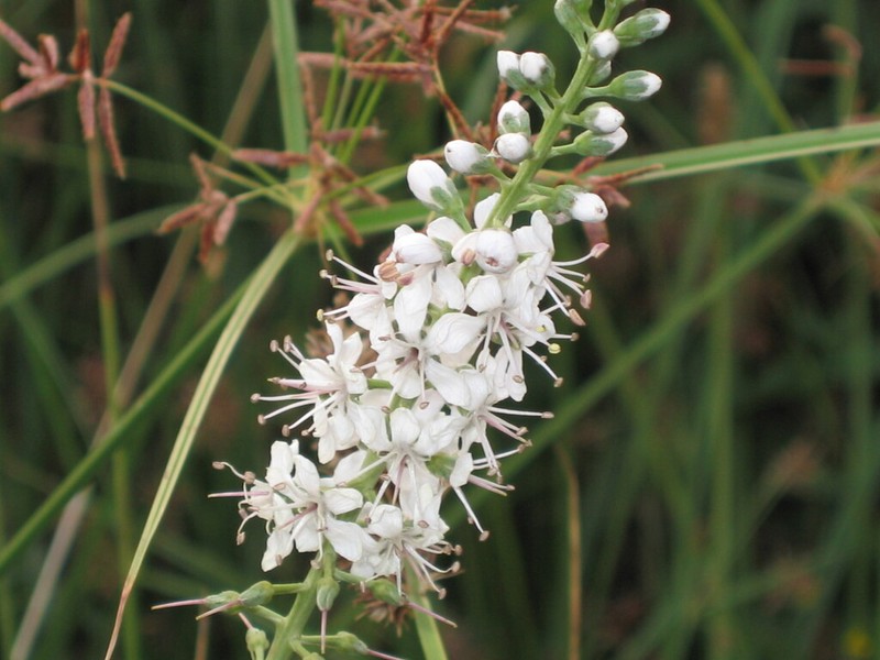Lysimachia ephemerum photo 6