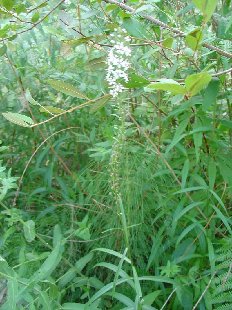 Lysimachia ephemerum photo 7