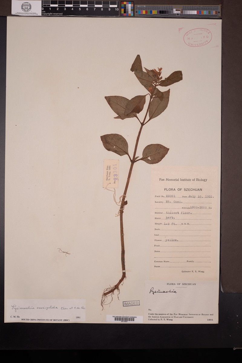 Lysimachia erosipetala
