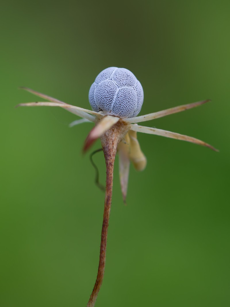 Arctic Starflower