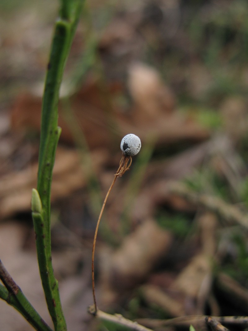 Arctic Starflower photo 2