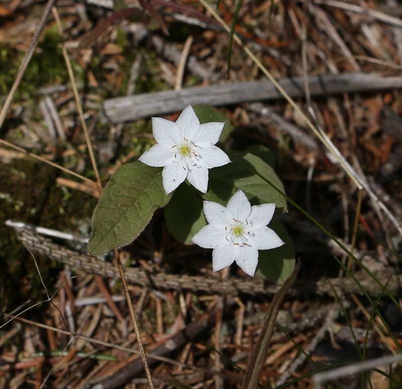 Arctic Starflower photo 3