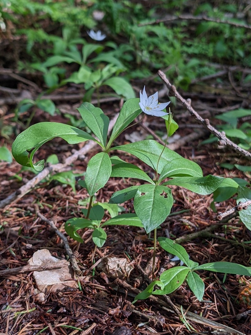 Arctic Starflower photo 4