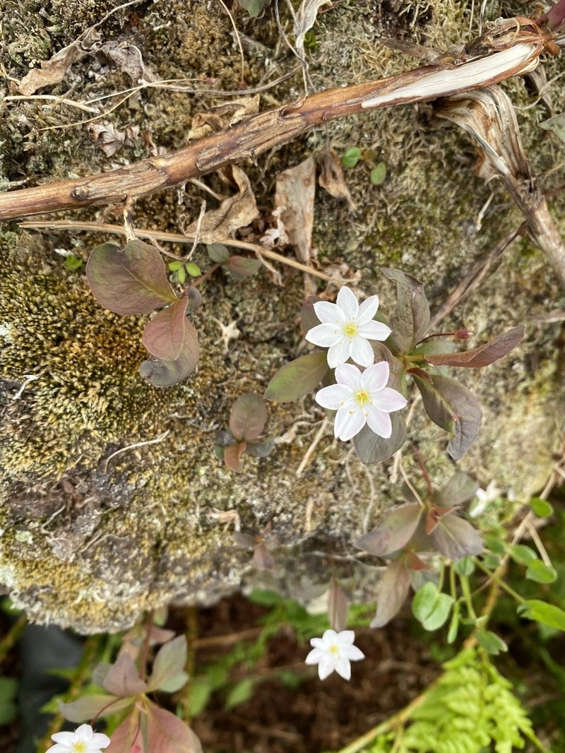 Arctic Starflower photo 5