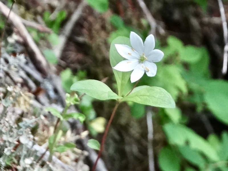 Arctic Starflower photo 6