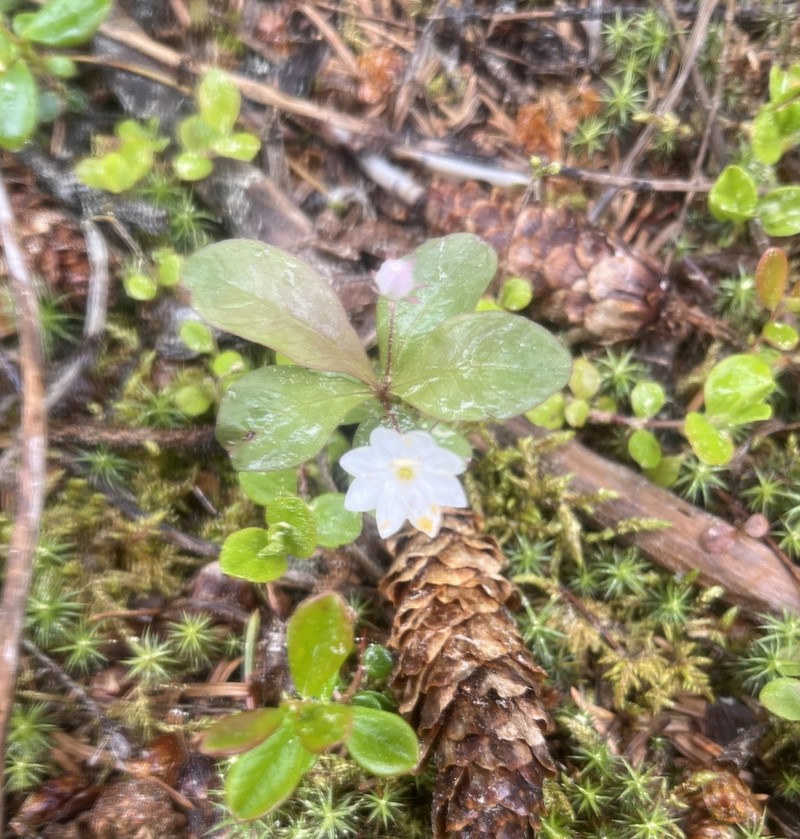 Arctic Starflower photo 7