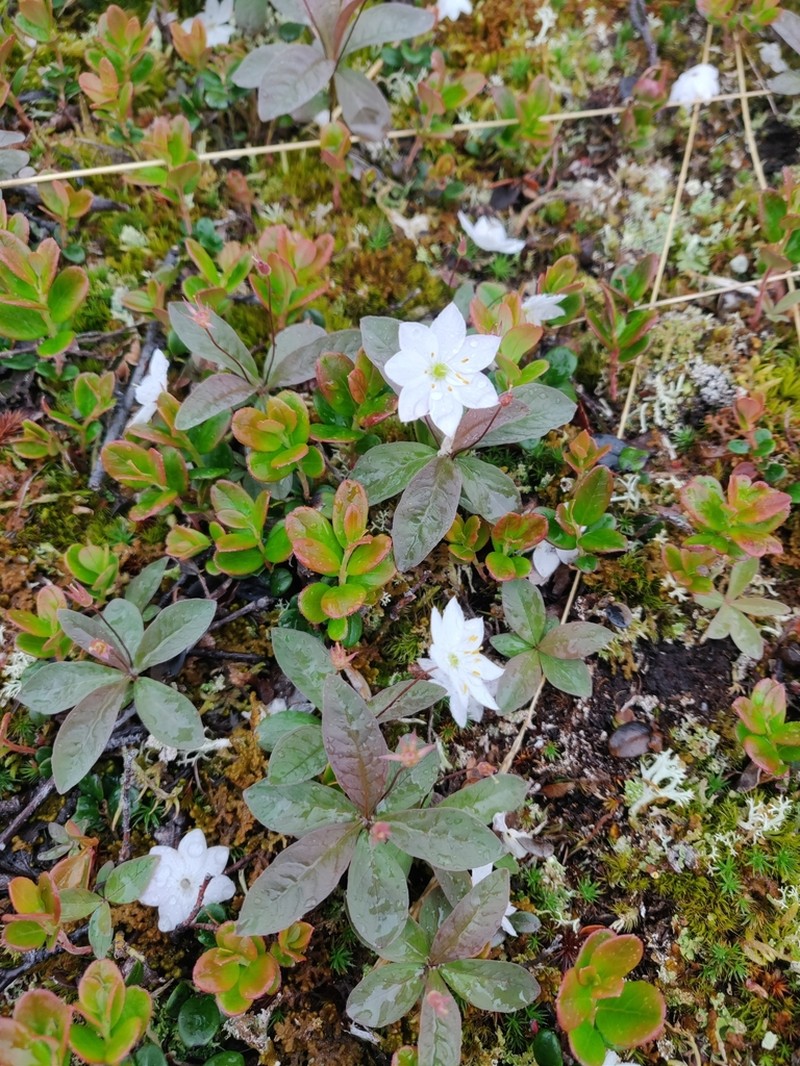 Arctic Starflower photo 8