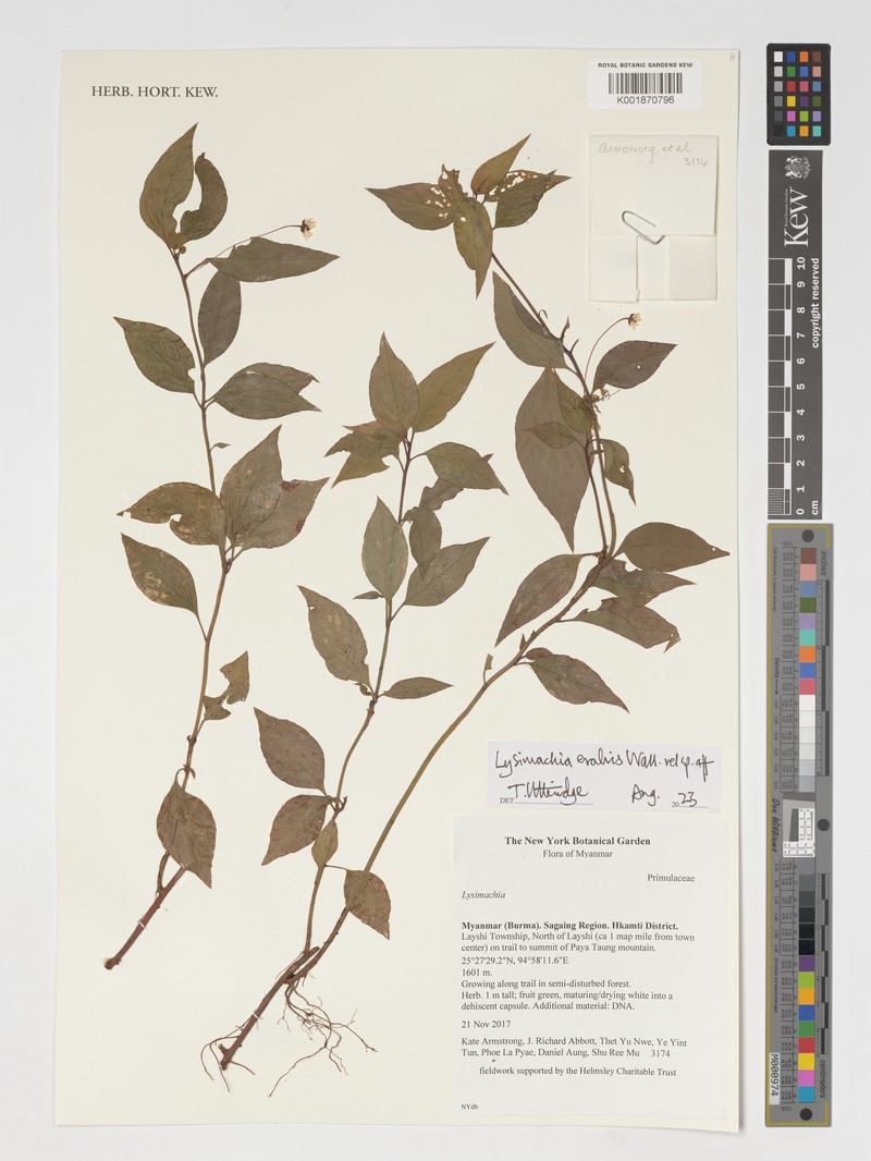 Lysimachia evalvis