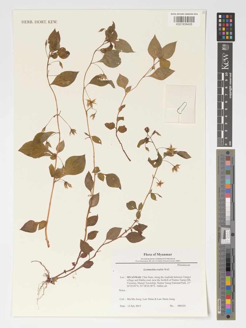 Lysimachia evalvis photo 2